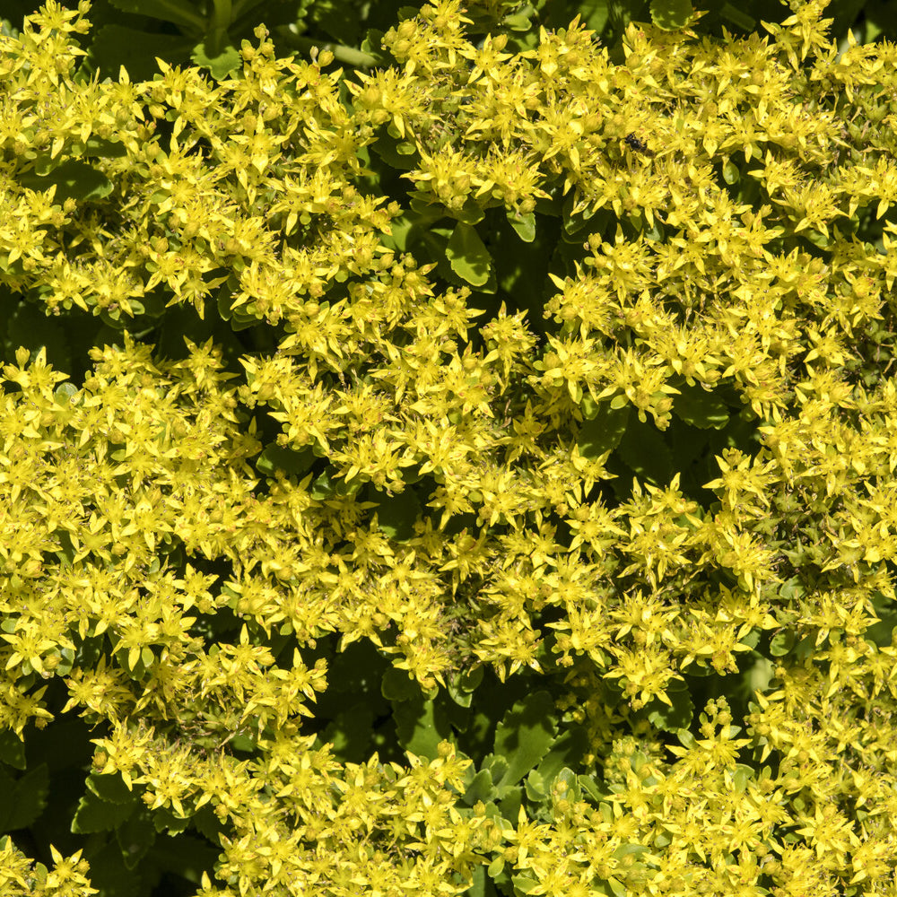 Stauden - Kamtschatka-Fetthenne - Sedum kamtschaticum