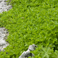 Kamtschatka-Fetthenne - Sedum kamtschaticum - Bakker