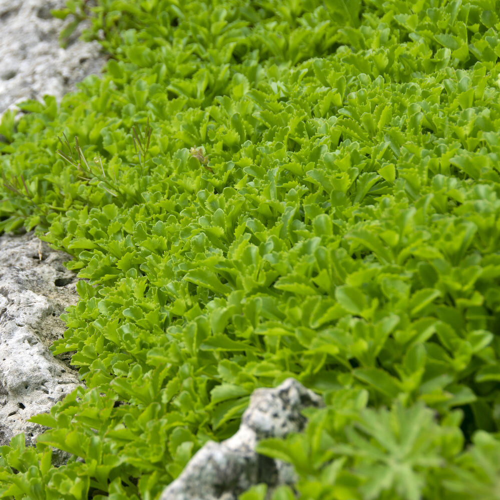 Kamtschatka-Fetthenne - Sedum kamtschaticum - Bakker
