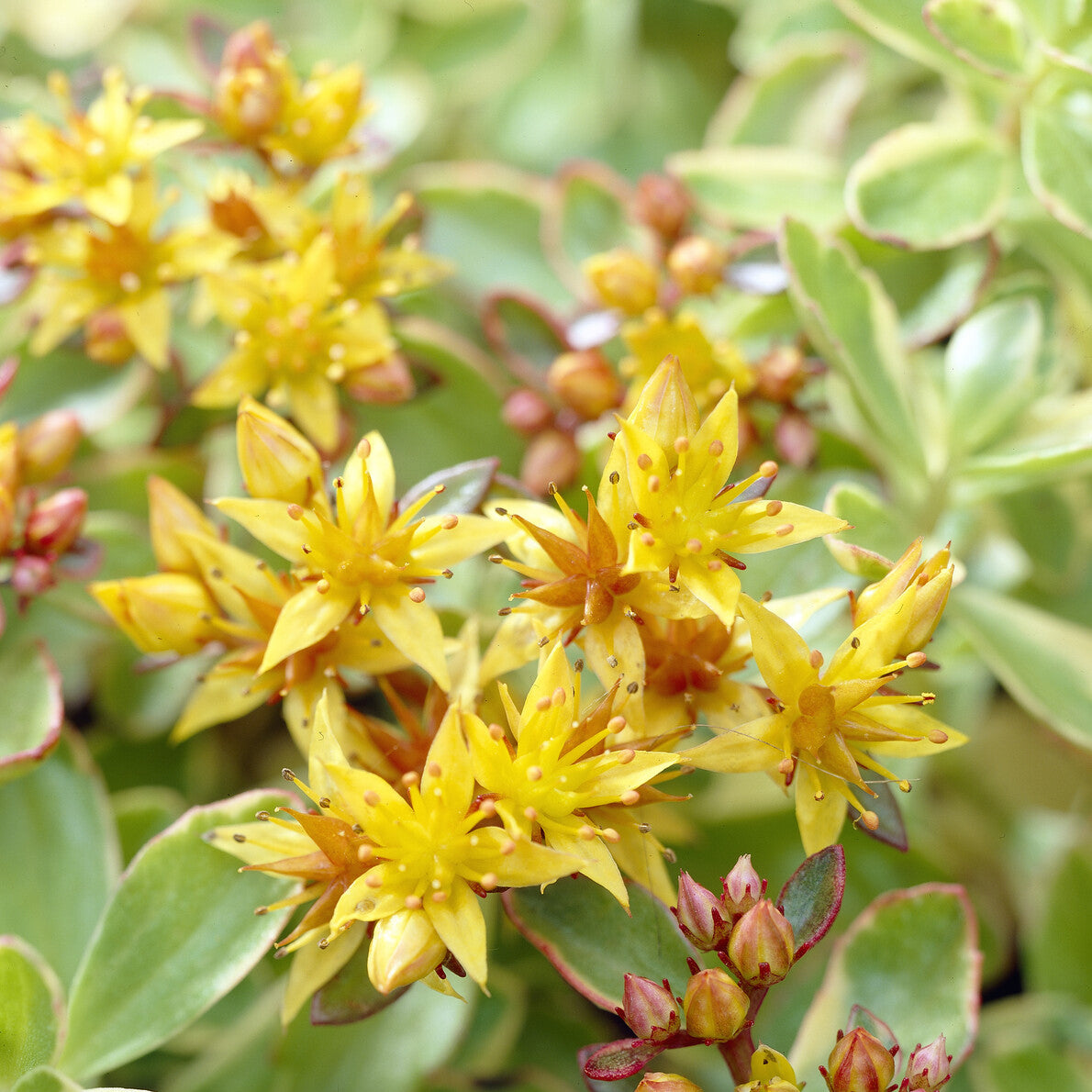 Buntlaubiges Fettblatt 'Variegatum' - Sedum kamtschaticum Variegatum - Bakker