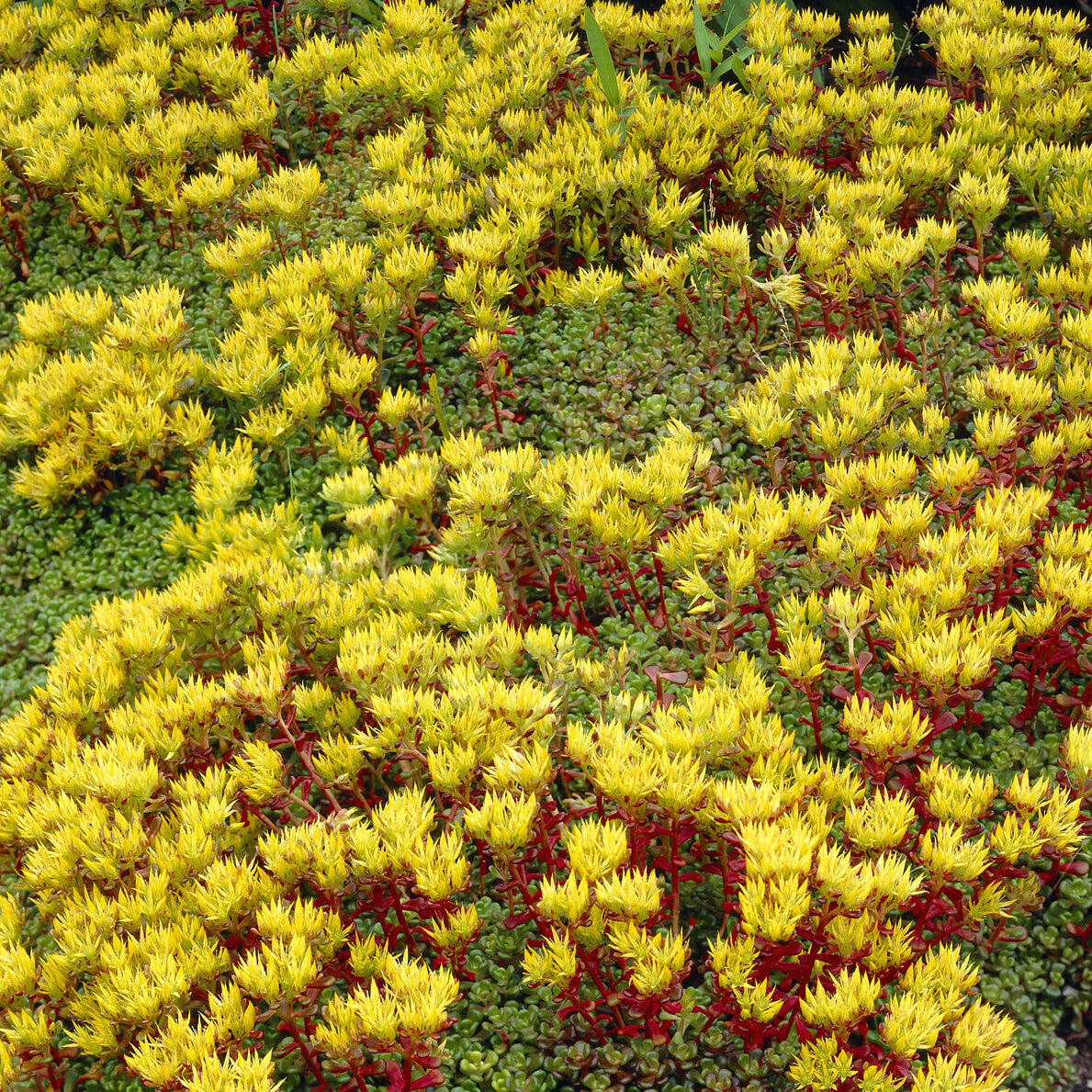 Oregon-Fetthenne - Sedum oreganum - Bakker