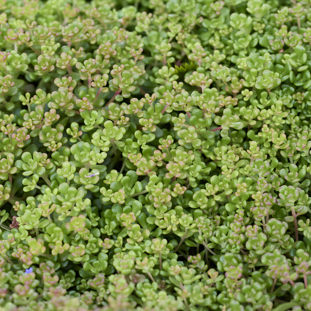 Sedum oreganum - Oregon-Fetthenne - Sedum - Fetthenne