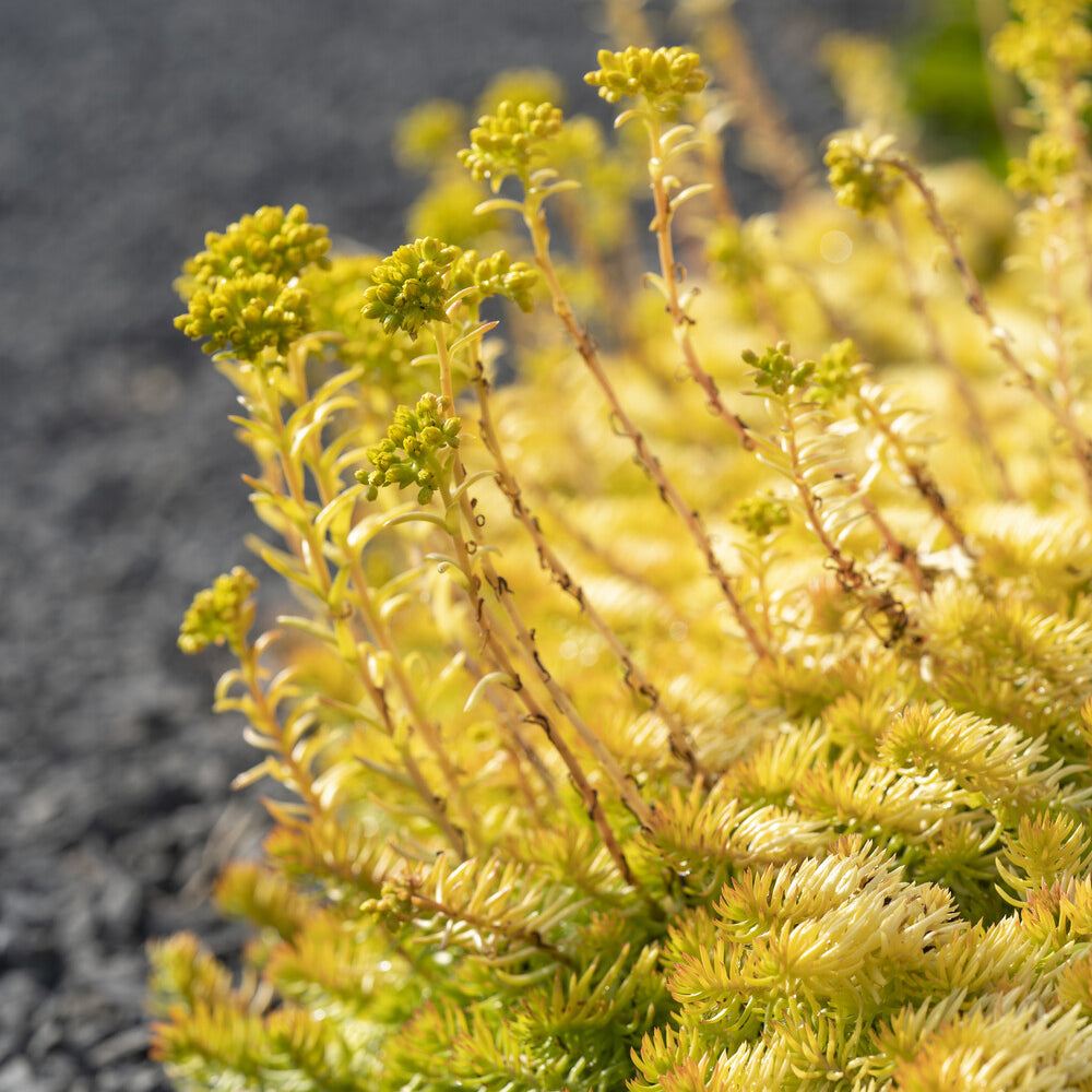 Verkauf Felsen-Fetthenne ‘Angelina’ - Sedum reflexum Angelina