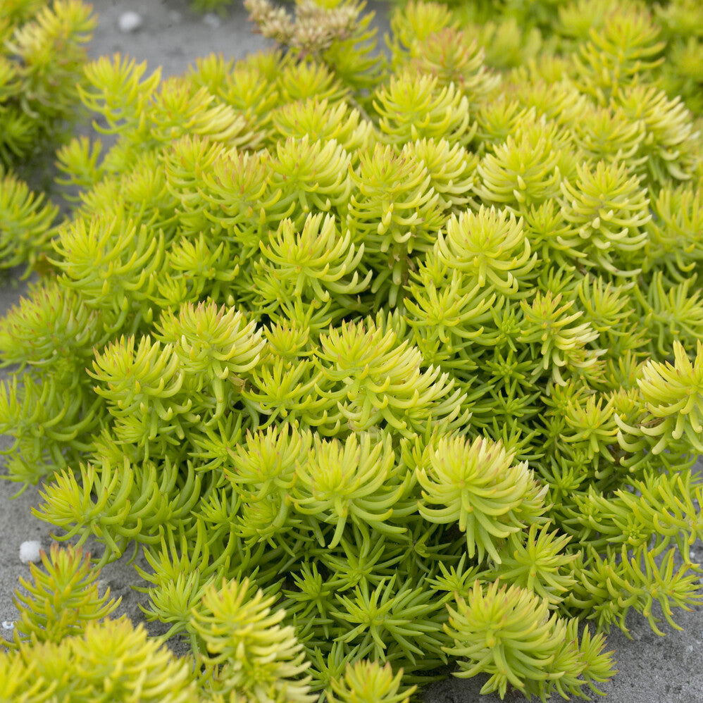 Felsen-Fetthenne ‘Angelina’ - Bakker