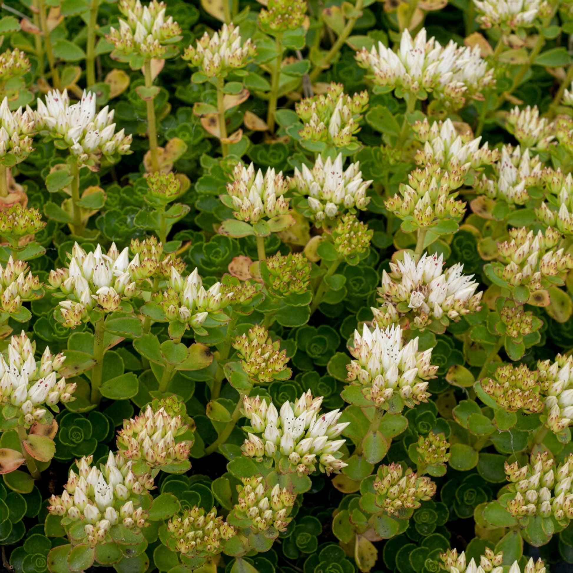Schneeteppich Fettblatt 'Album Superbum' - Sedum spurium album superbum - Bakker