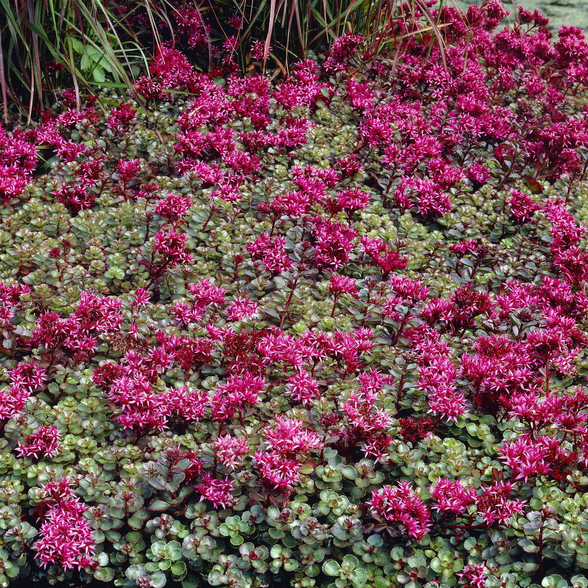 Verkauf 3 bodendeckende Stauden - Thymus serphyllum, Sedum acre , Sedum spurium