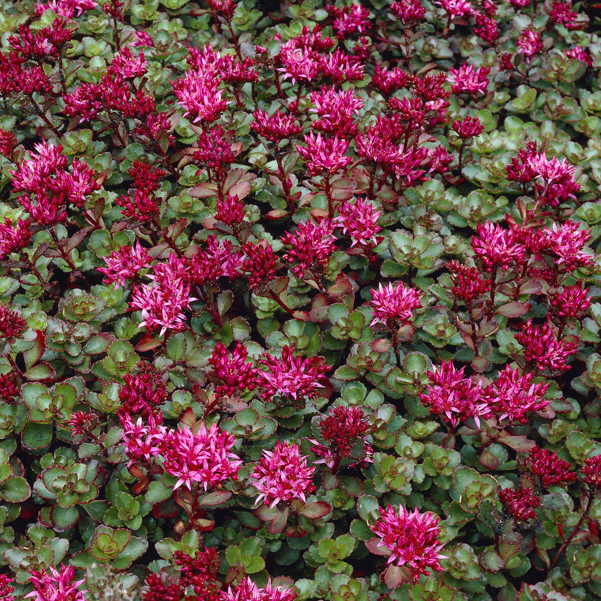 Verkauf Teppich-Fettblatt Fuldaglut - Sedum spurium Fuldaglut