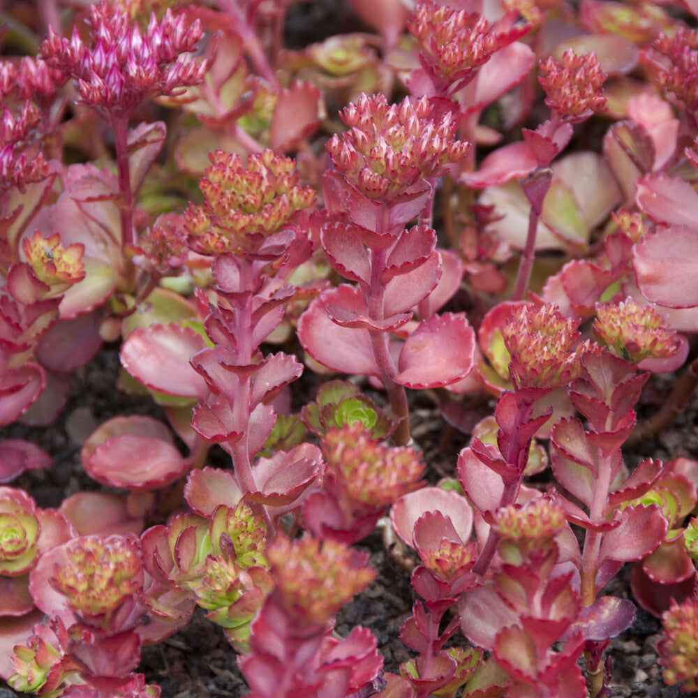 Teppich-Fettblatt Fuldaglut - Sedum spurium Fuldaglut - Bakker