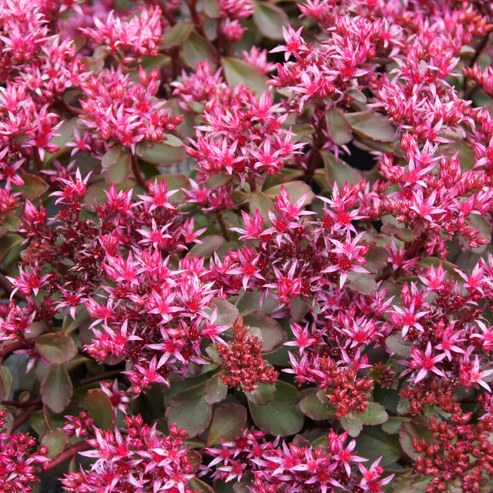 Sedum spurium Fuldaglut - Teppich-Fettblatt Fuldaglut - Stauden