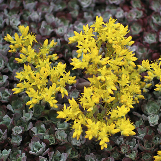 Spatelblättriges Fettblatt 'Purpureum' - Bakker