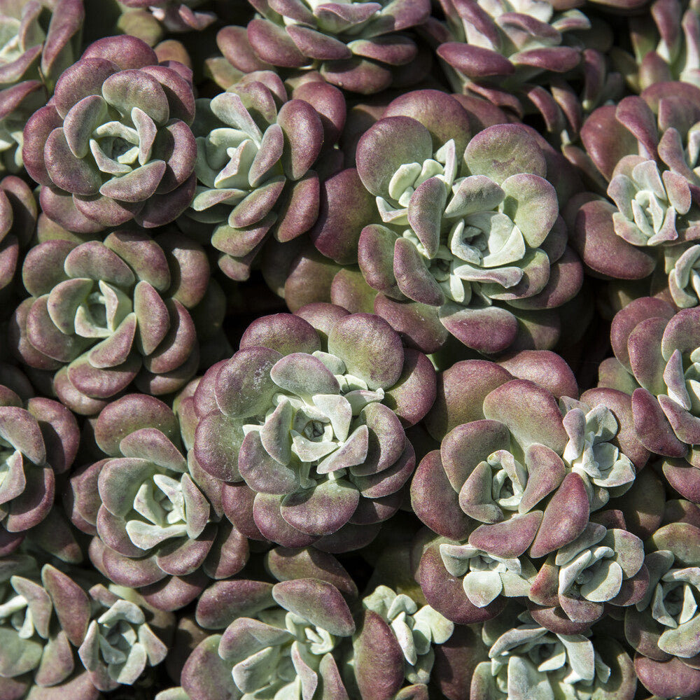 Sedum spathulifolium Purpureum - Spatelblättriges Fettblatt 'Purpureum' - Sedum - Fetthenne