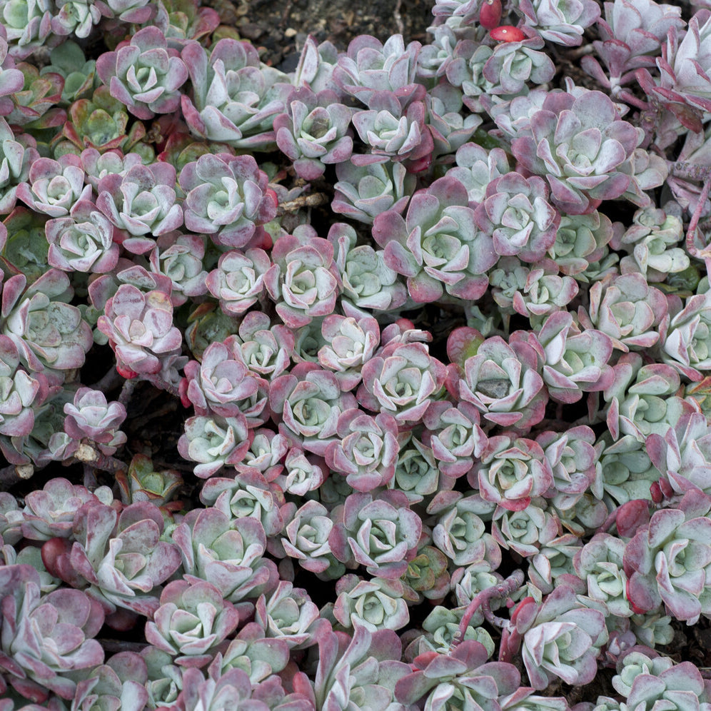 Spatelblättriges Fettblatt 'Purpureum' - Sedum spathulifolium Purpureum - Bakker