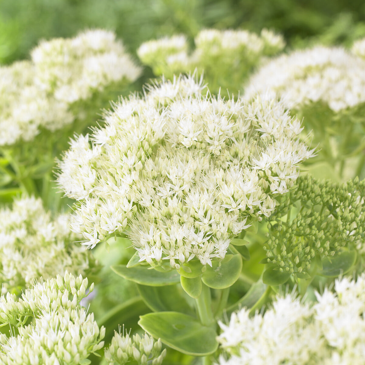Fetthenne Stardust - Sedum spectabile Stardust - Bakker