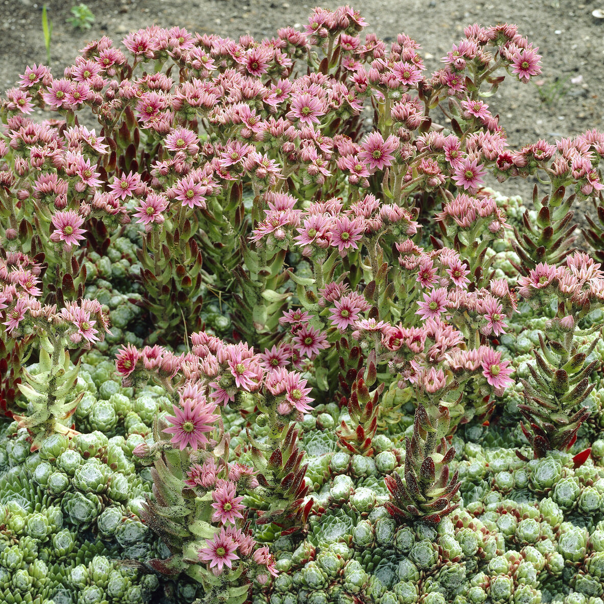 Spinnweb-Hauswurz - Sempervivum arachnoideum - Bakker