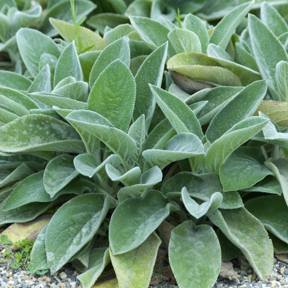 Wollziest ‘Big Ears’ - Stachys byzantina Big Ears - Bakker