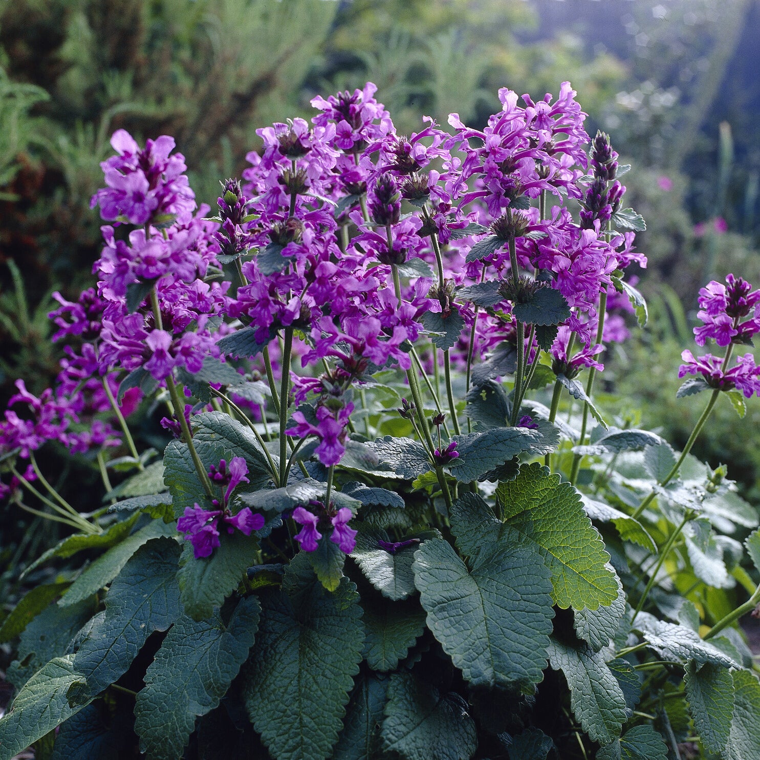 Blühende Stauden - Großblütiger Ziest Superba - Stachys grandiflora Superba