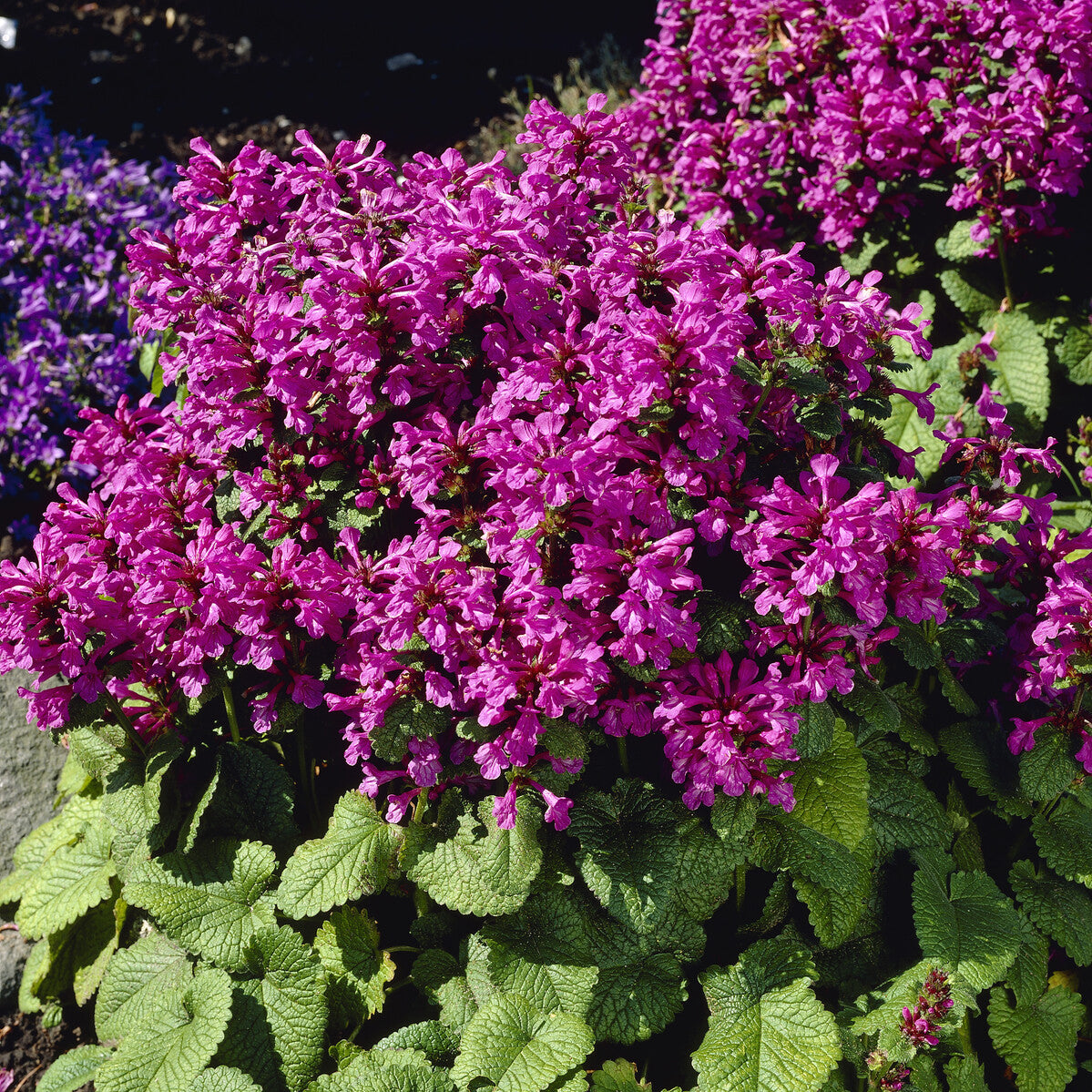 Großblütiger Ziest Superba - Stachys grandiflora Superba - Bakker