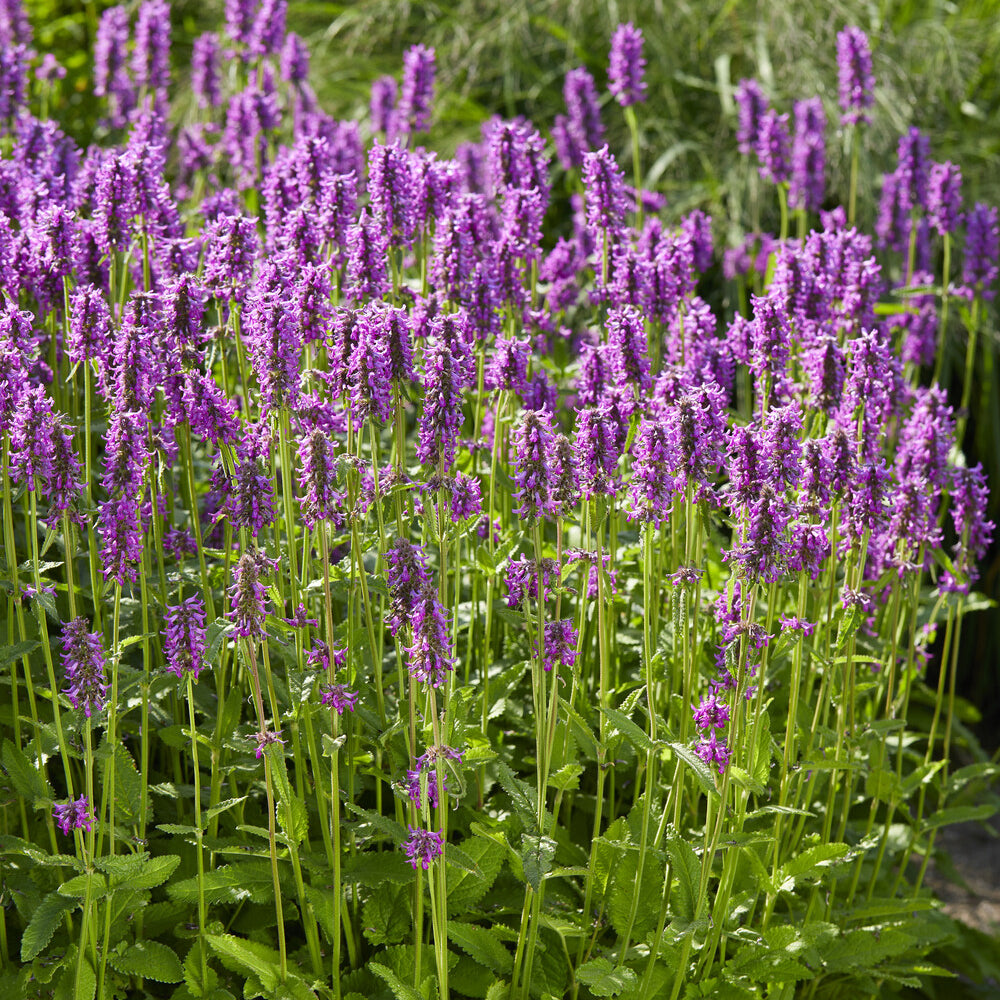 Dichtblütiger Ziest Hummelo - Stachys monieri Hummelo - Bakker