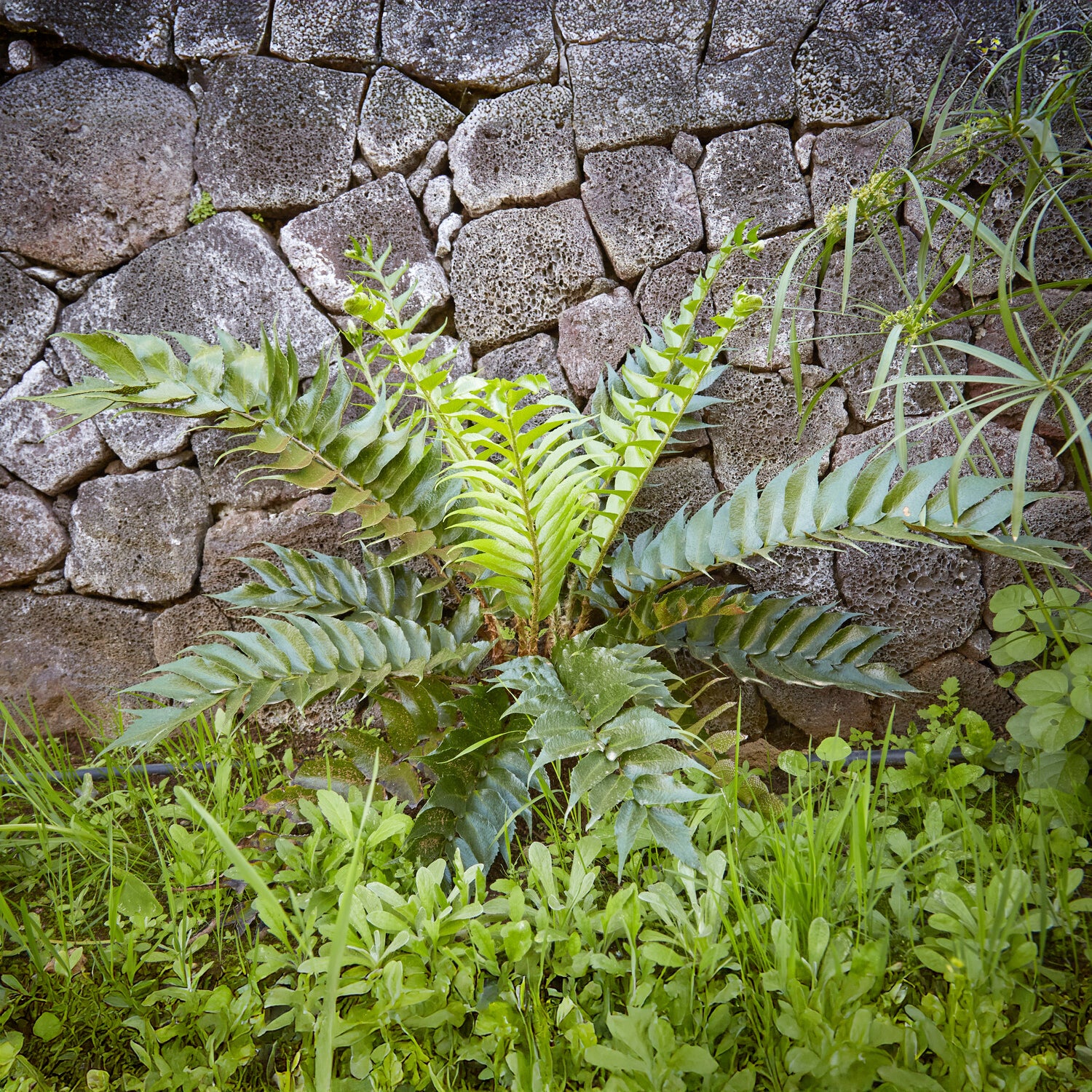 Bogen-Sichelfarn - Cyrtomium falcatum - Bakker