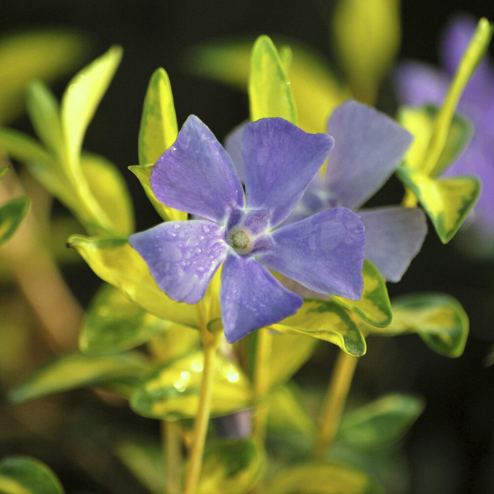 Kleines Immergrün 'Argenteovariegata' - Vinca minor Argenteovariegata - Bakker