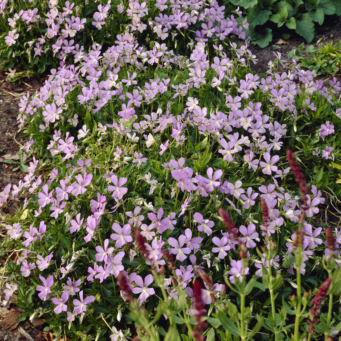 Gehörntes Stiefmütterchen 'Boughton Blue' - Viola cornuta Boughton Blue - Bakker