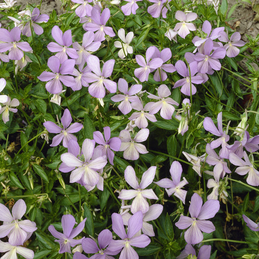 Gehörntes Stiefmütterchen 'Boughton Blue' - Bakker