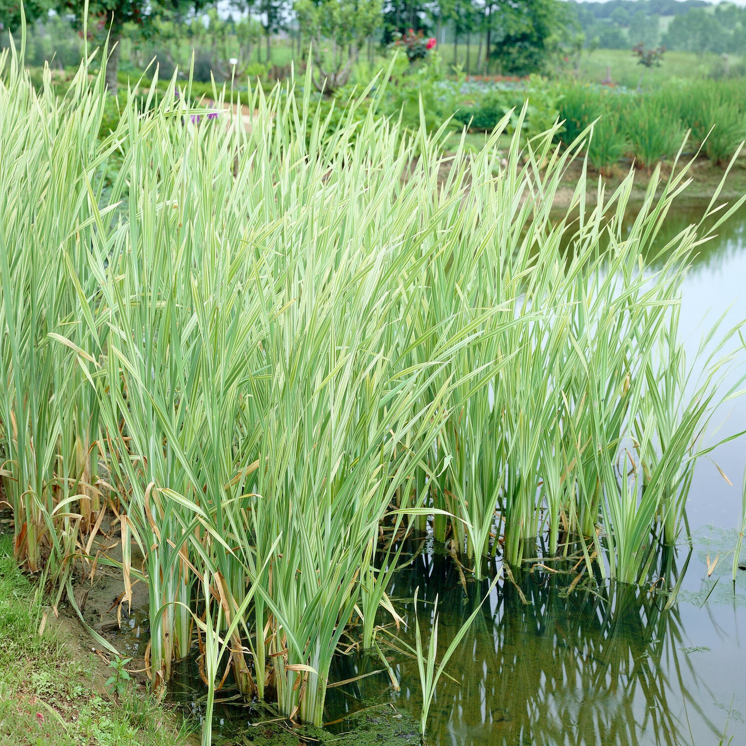 Rohrkolben Variegata - Typha latifolia variegata - Bakker