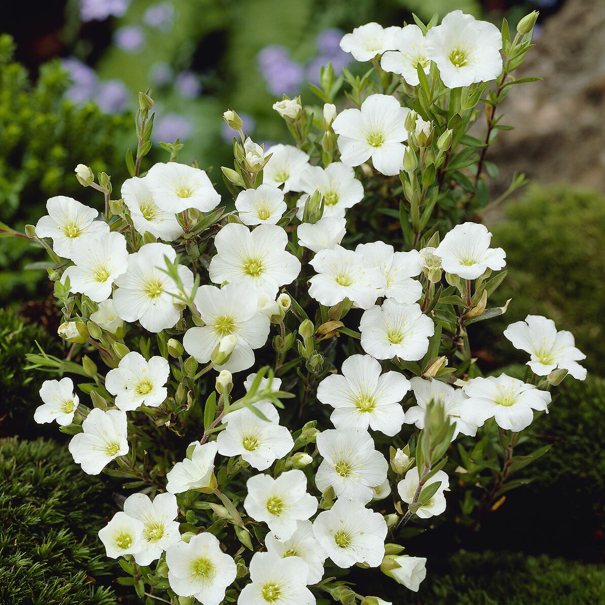 Berg-Sandkraut - Arenaria montana - Bakker