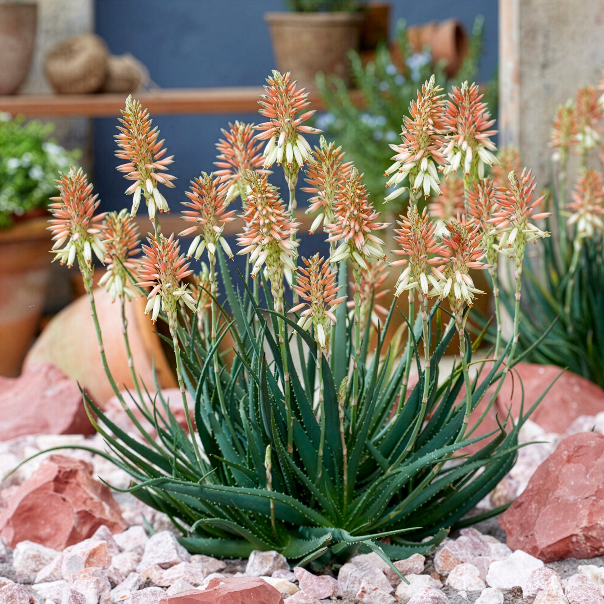 Aloe Safari Sunrise - Aloe x safari Sunrise ® - Bakker