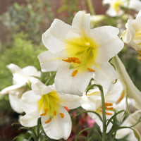 Lilium regale album - Königslilie weiß (x3) - Lilien-Zwiebeln