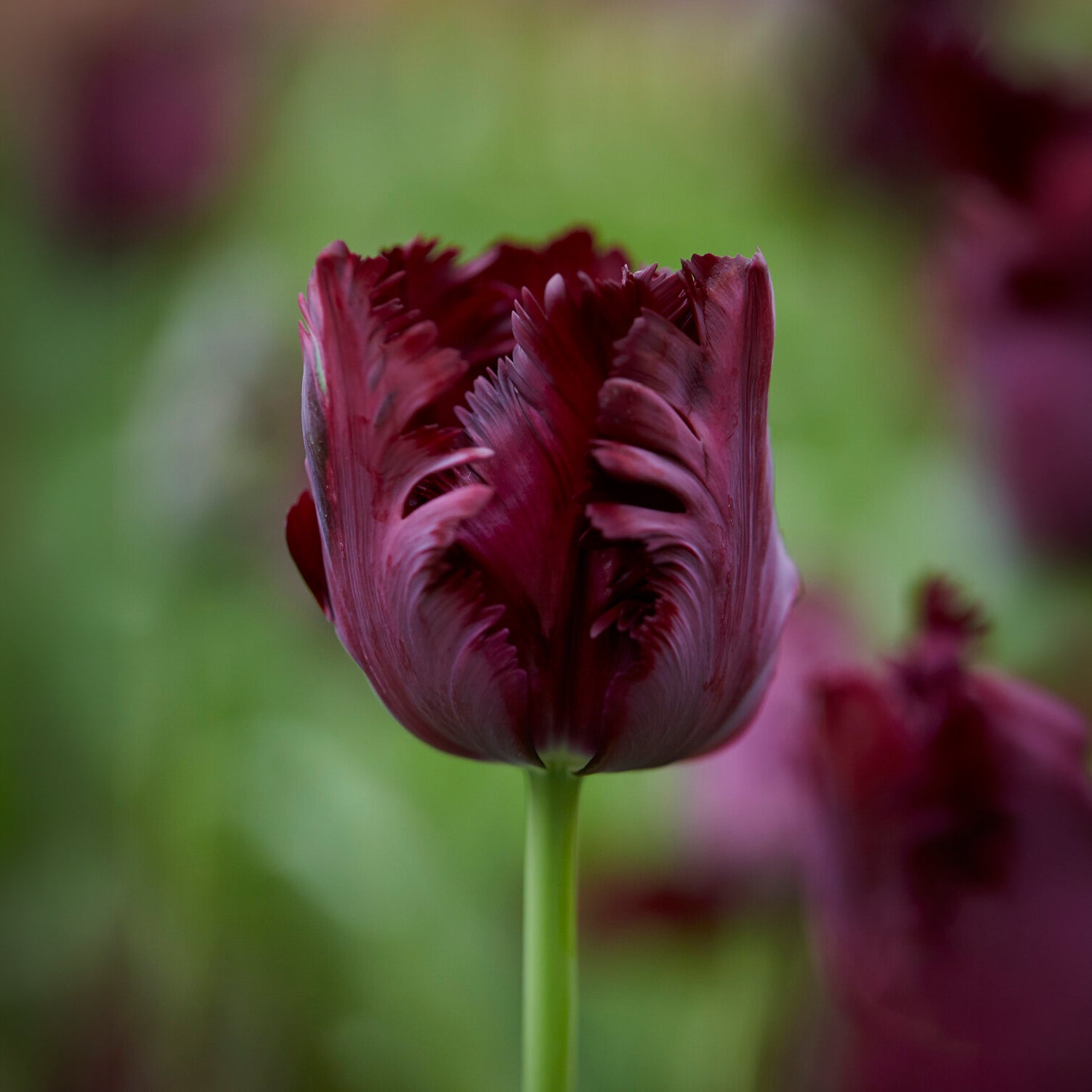 Tulipa Princesse  Irene, Black Parrot, Apricot Parrot - Papagei-Tulpen Kollektion (x24) - Tulpen-Zwiebeln
