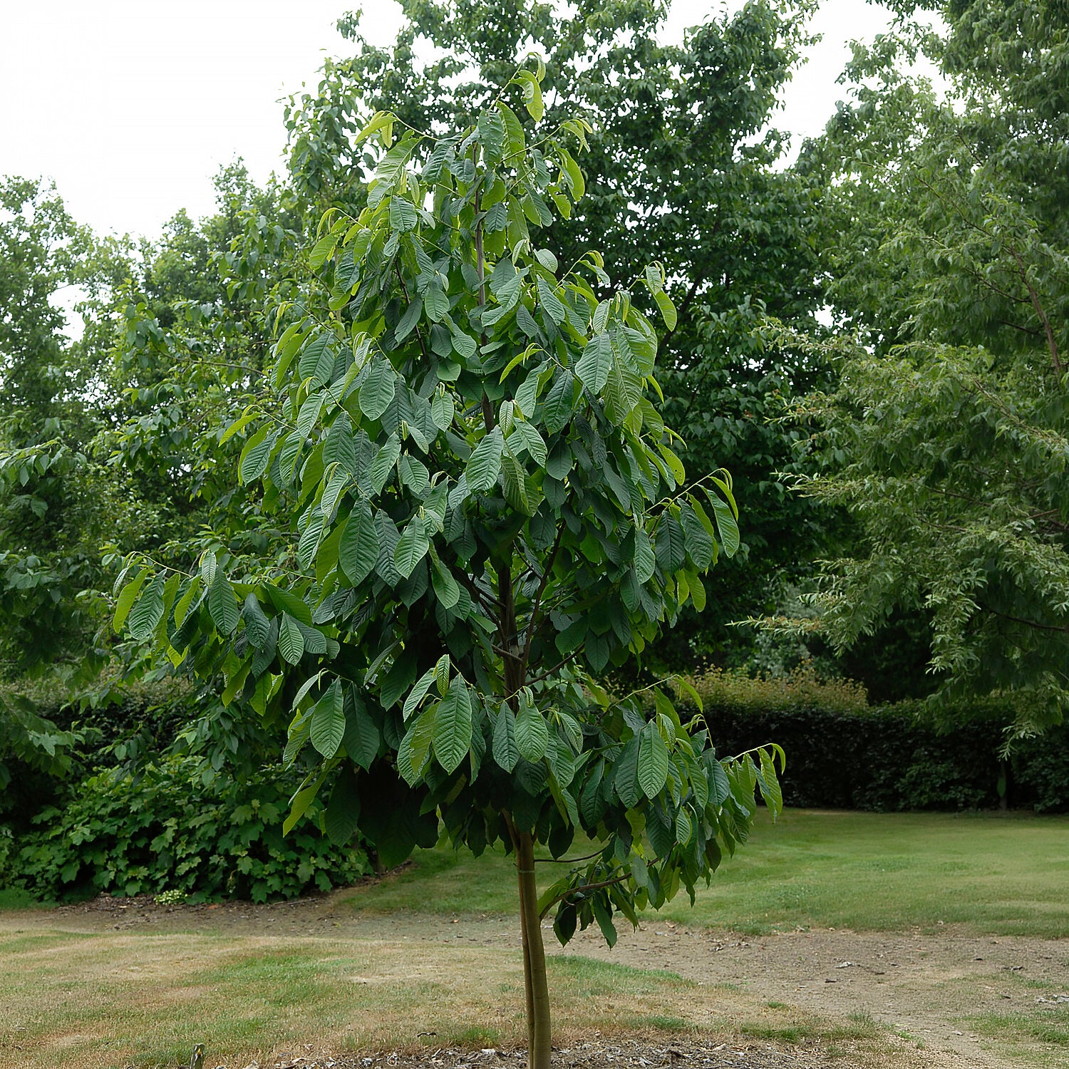 Exotische Obstbäume -  - Asimina Triloba Prima