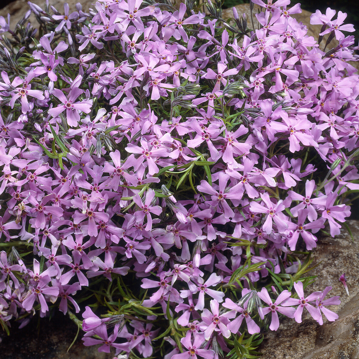 Phlox subulata Moerheimii - Polster-Phlox ‘Moerheimii’ - Phlox