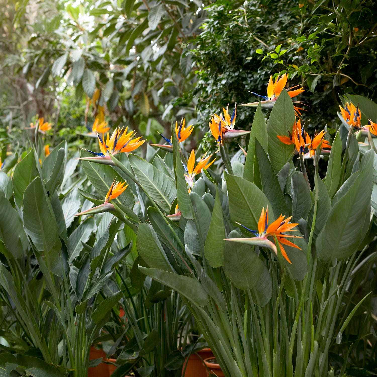 Paradiesvogelblume Strelitzia - Strelitzia reginae - Paradiesvogelblume - Bakker