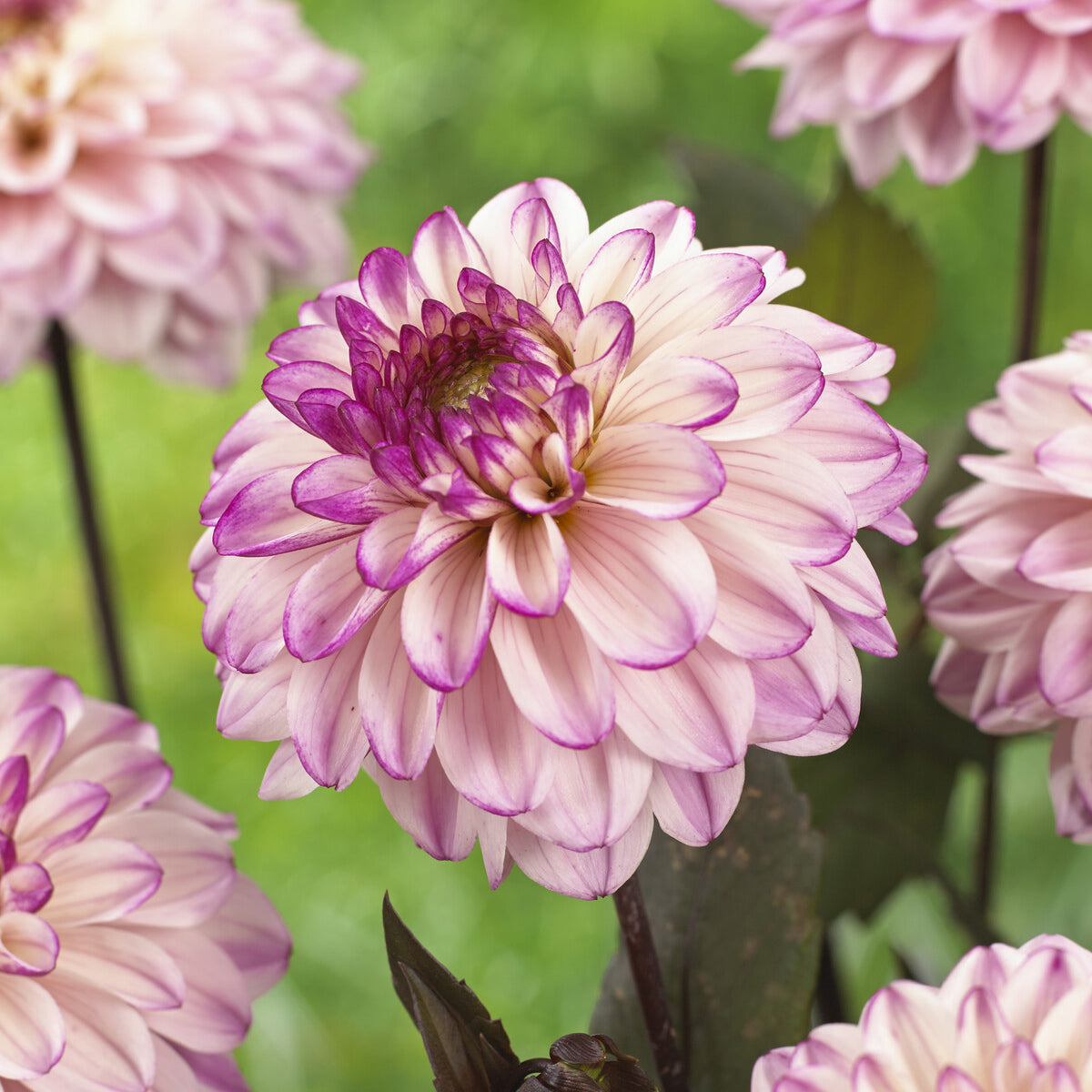 Dekorative Dahlien 'Flashback' - Dahlia Flashback - Bakker
