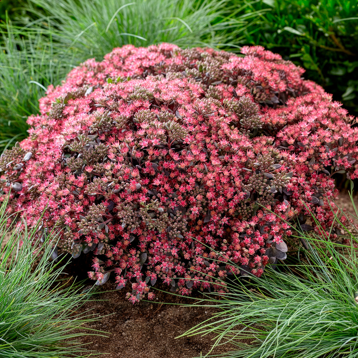 Fetthenne SunSparkler Dazzleberry - Sedum Dazzleberry - Bakker