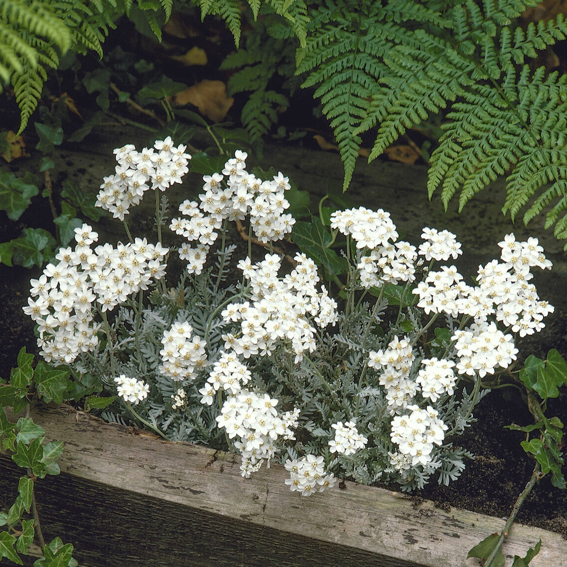 Dolden-Schafgarbe - Achillea umbellata - Bakker