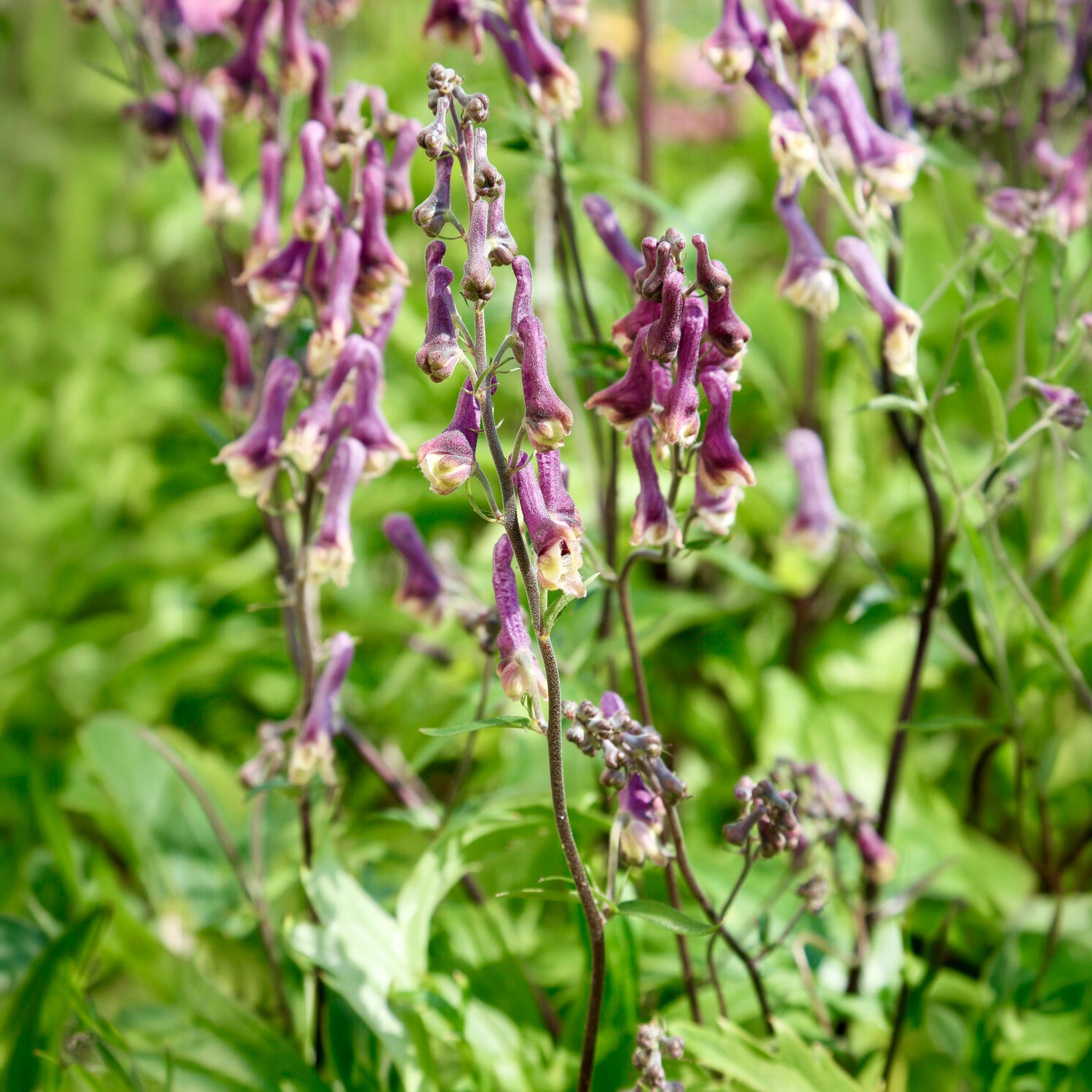 Eisenhut Purple Sparrow - Aconitum hybride purple sparrow - Bakker