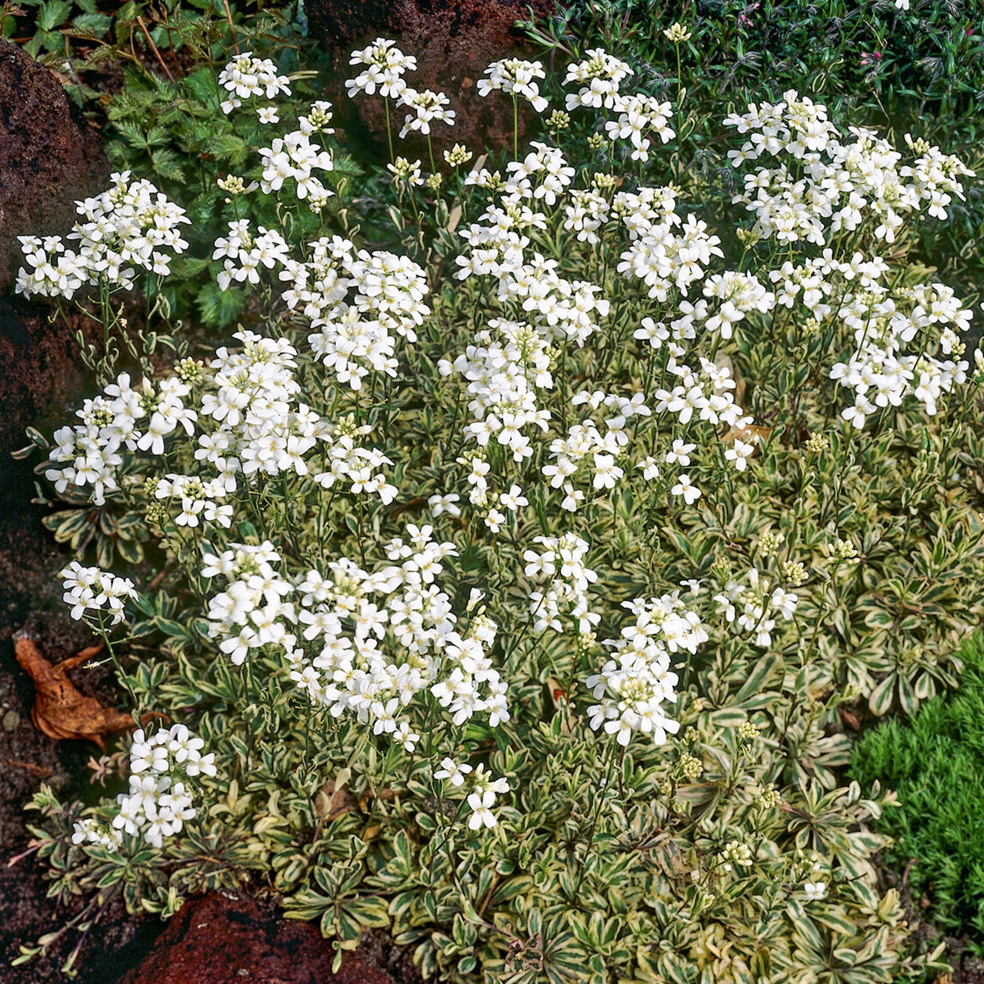 Polster-Gänsekresse ‘Variegata’ - Arabis ferdinandi-coburgii variegata - Bakker