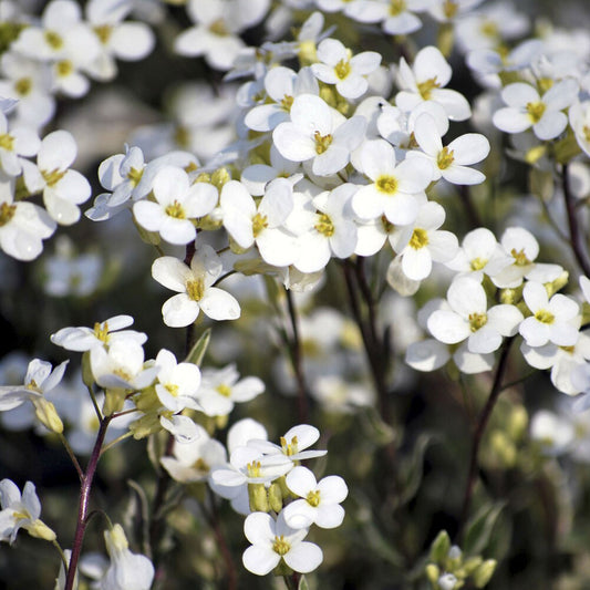 Polster-Gänsekresse ‘Variegata’ - Bakker
