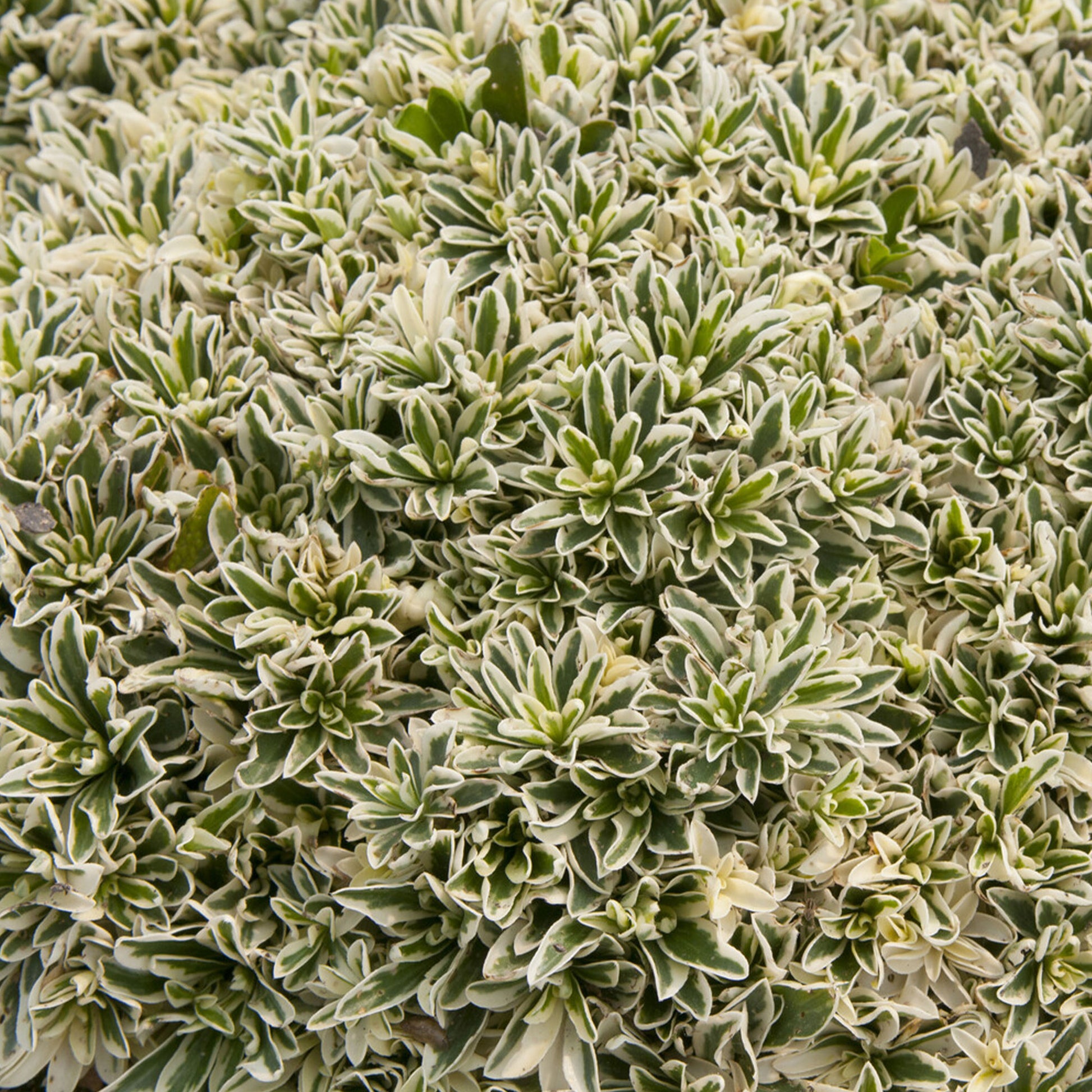Arabis ferdinandi-coburgii variegata - Polster-Gänsekresse ‘Variegata’ - Stauden