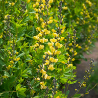 Baptisia - Indigolupine - Blaue Färberhülse Decadence Lemon Meringue - Baptisia Lemon Meringue