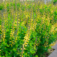 Baptisia Lemon Meringue - Blaue Färberhülse Decadence Lemon Meringue - Baptisia - Indigolupine