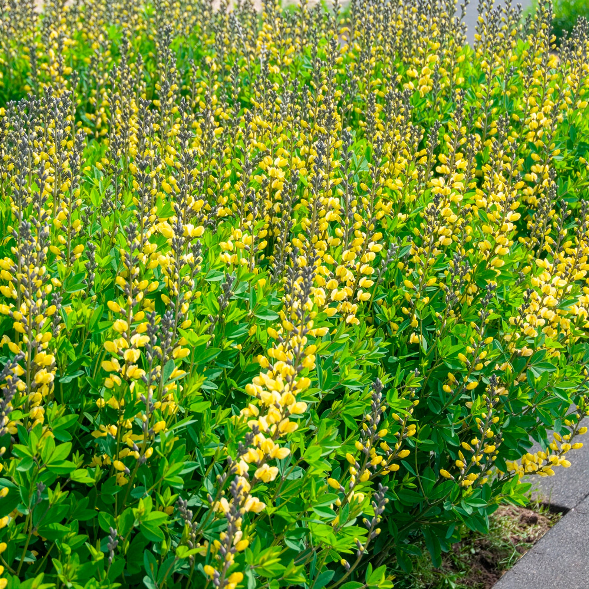 Baptisia Lemon Meringue - Blaue Färberhülse Decadence Lemon Meringue - Baptisia - Indigolupine