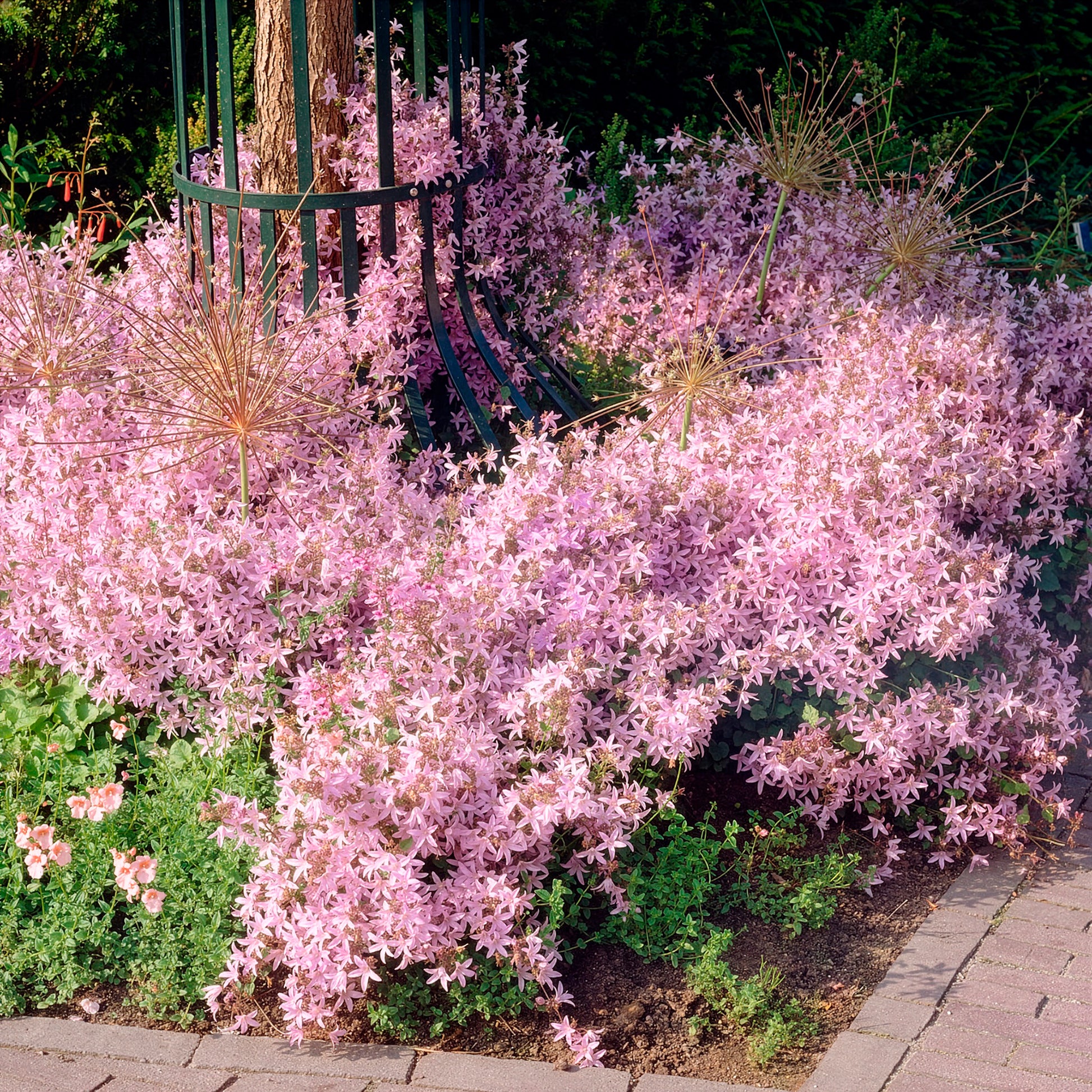Hängepolster-Glockenblume Lisduggan - Bakker