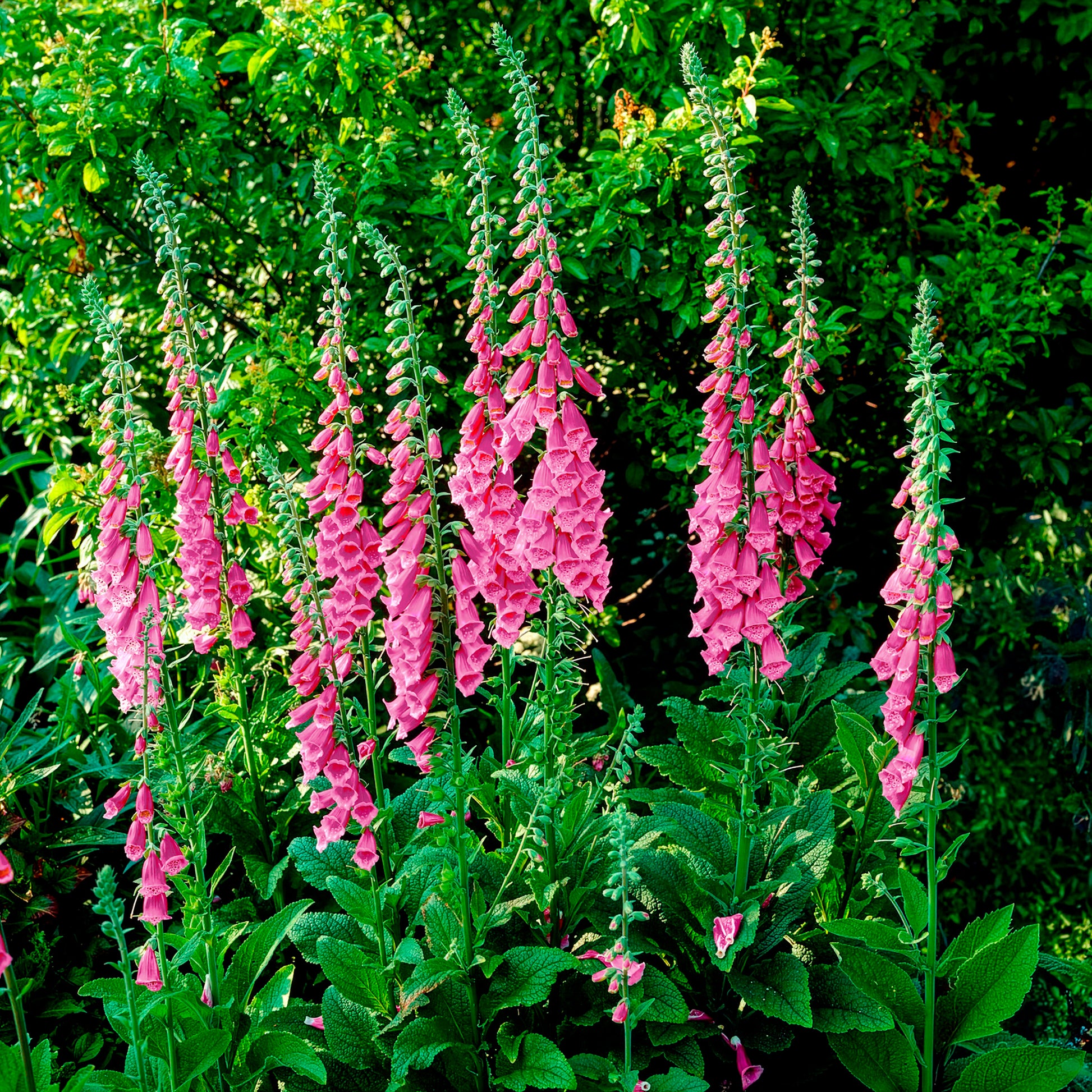 Verkauf Roter Fingerhut - Digitalis purpurea
