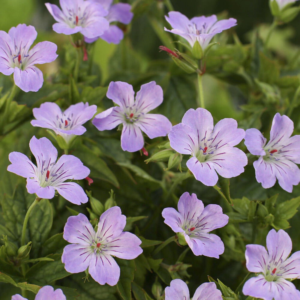Geranium nodosum - Knorrige Staudengeranie - Geranien