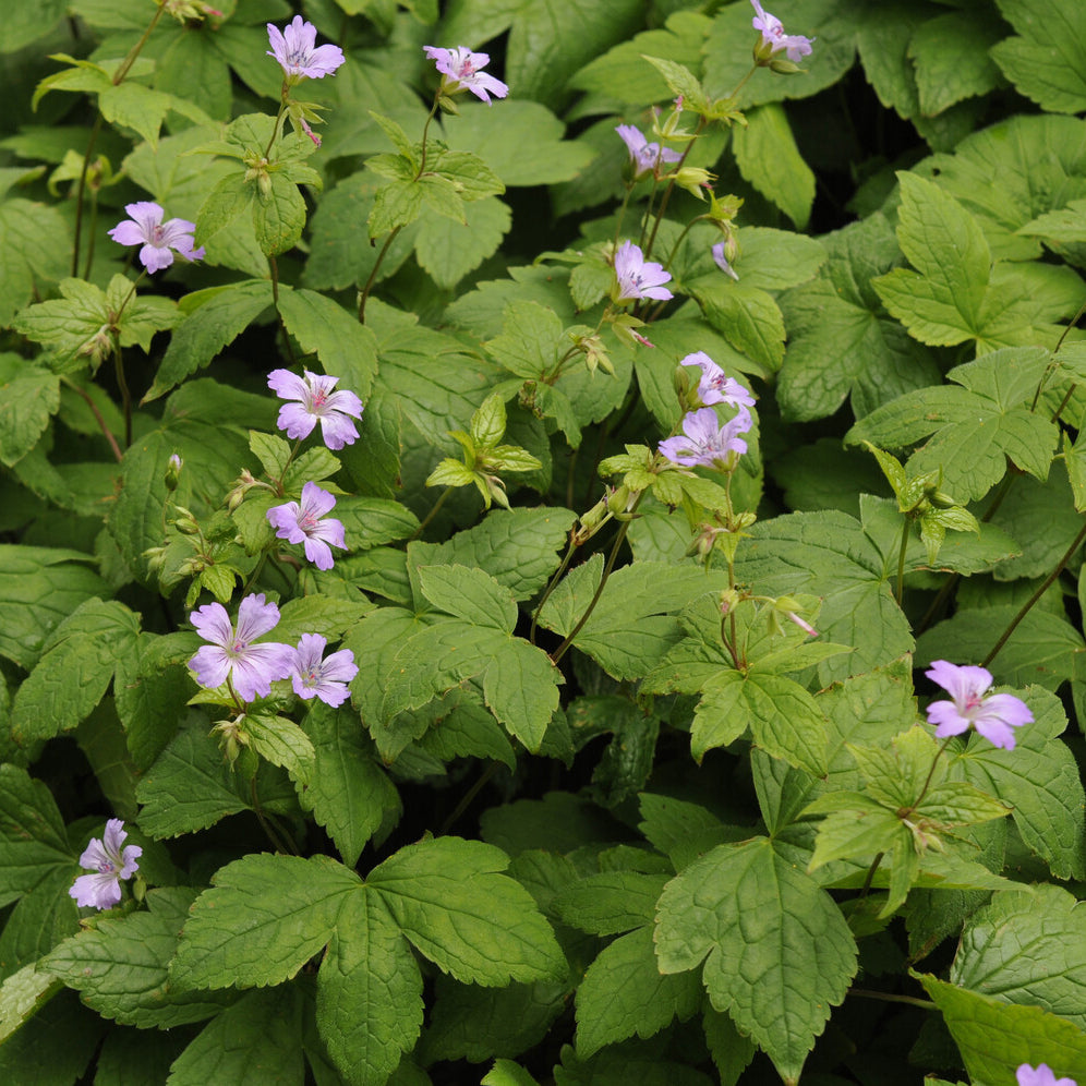 Knorrige Staudengeranie - Geranium nodosum - Bakker