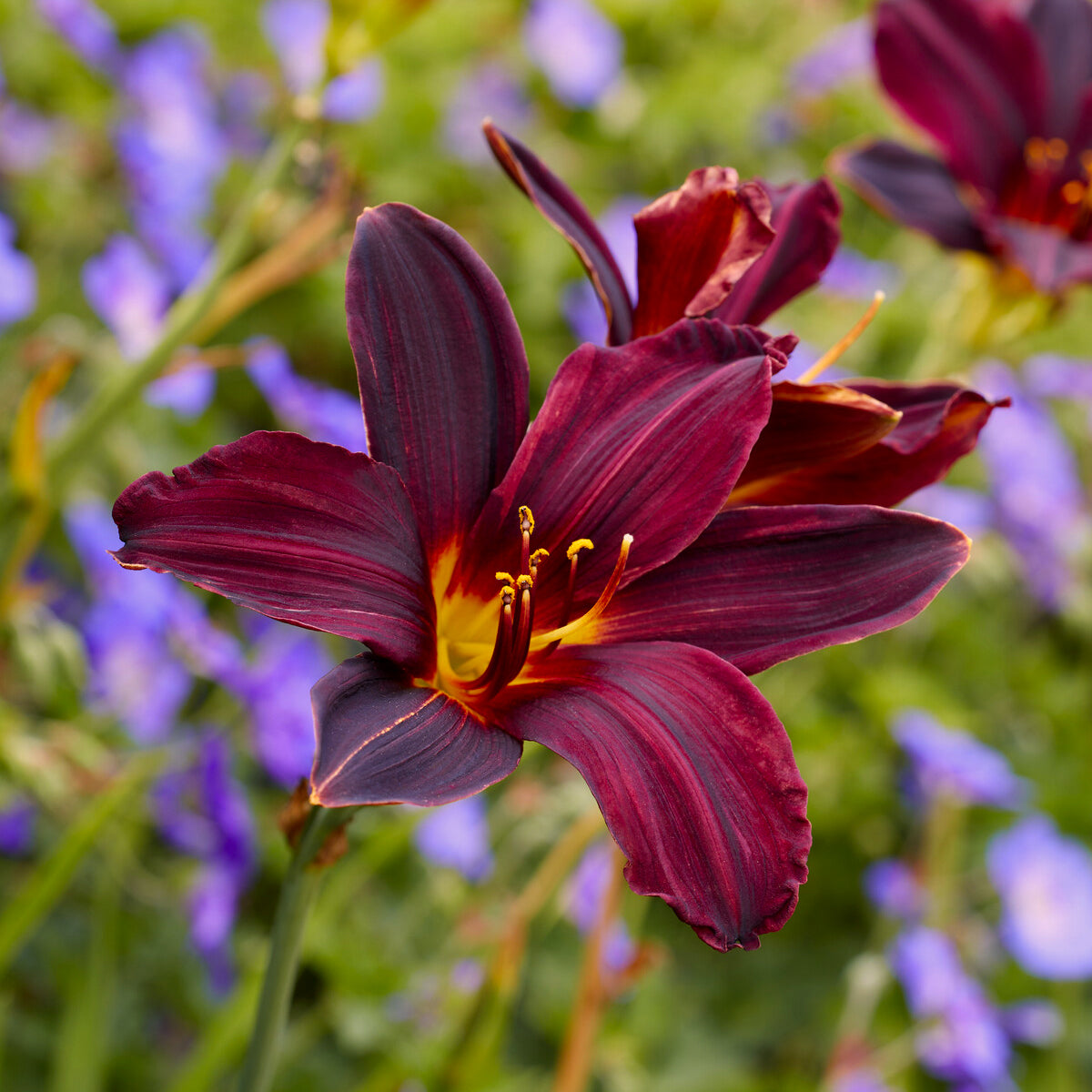 Taglilie ‘American Revolution’ - Bakker