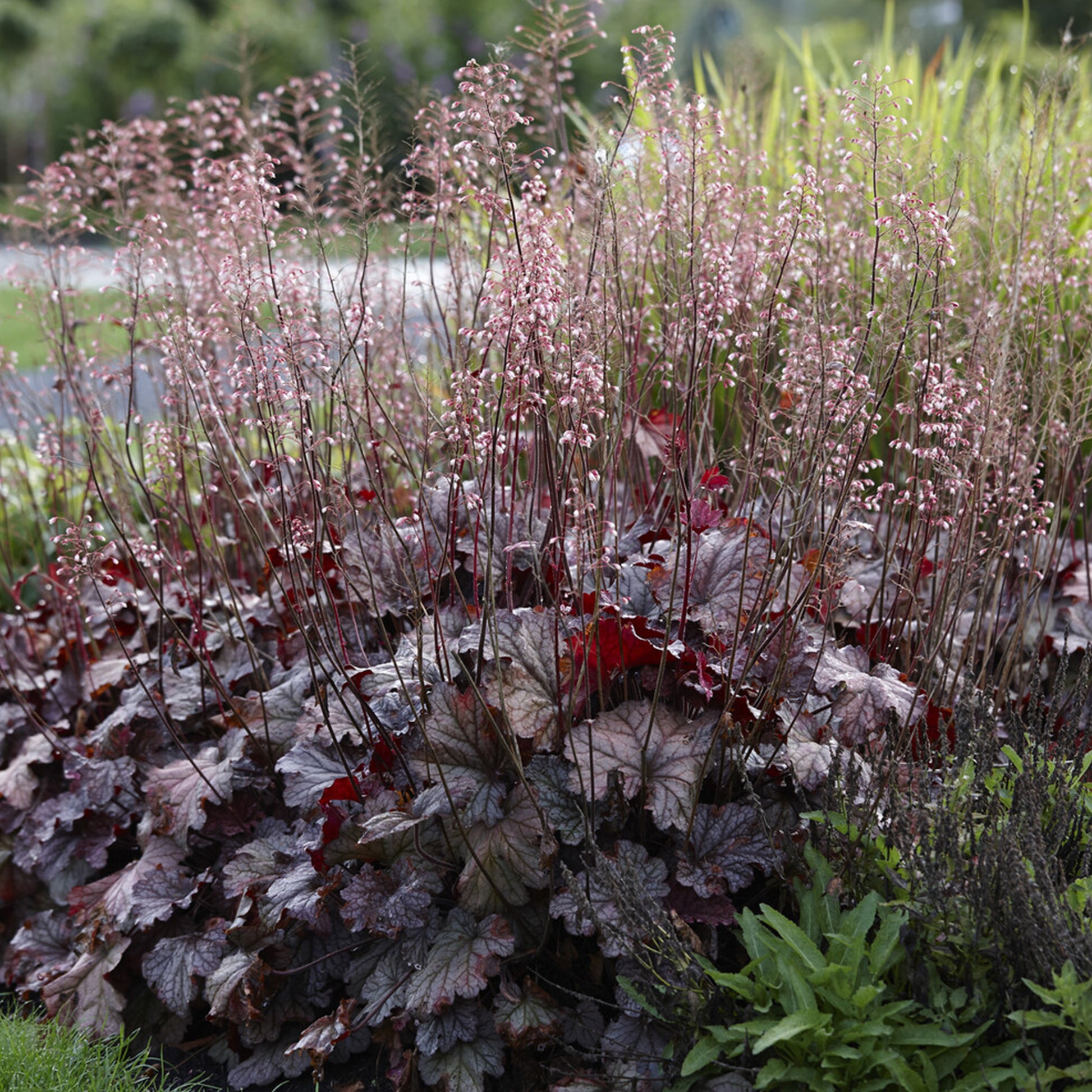 Heuchera berry smoothie - Silberglöckchen 'Berry Smoothie' - Heuchera - Purpurglöckchen